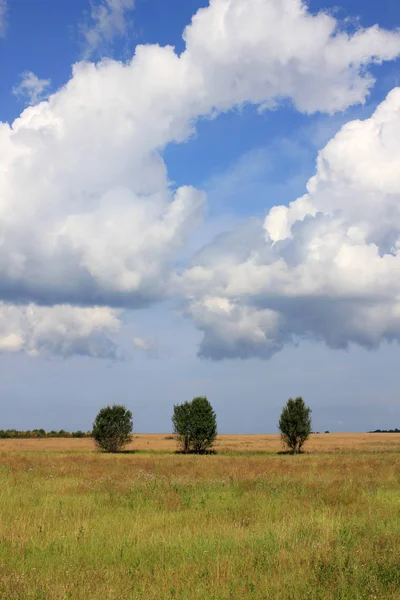 Grand Champ Blé Frais Campagne — Photo