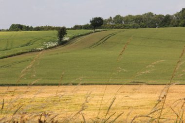 Büyük alan whit çim ve kırsal orman