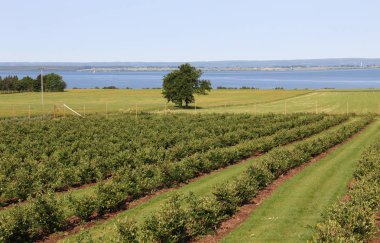 Büyük alan whit çim ve kırsal orman