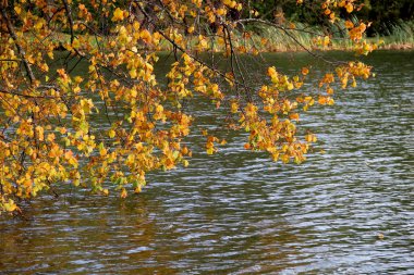 Büyük ağaçlar sonbahar parkında