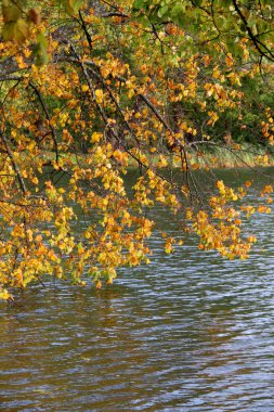 Büyük ağaçlar sonbahar parkında