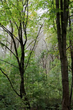 Büyük ağaçlar sonbahar parkında