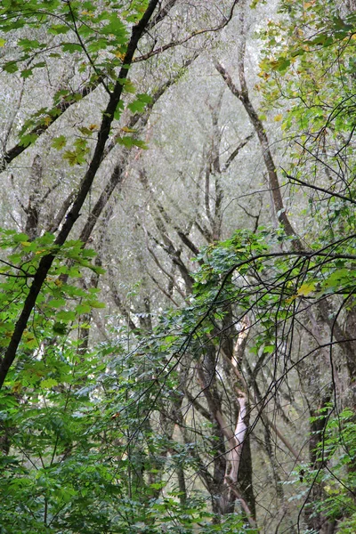 Grandes Árboles Parque Otoño — Foto de Stock