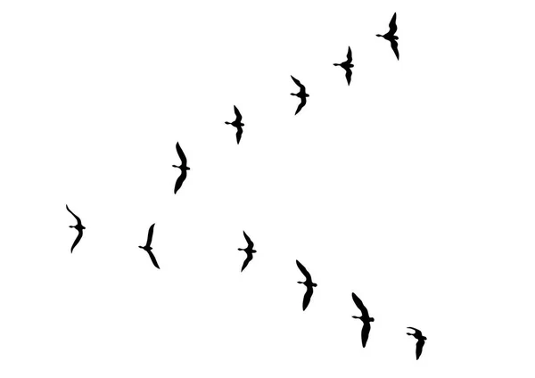 Vol Canard Sauvage Dans Ciel Sur Fond Blanc — Image vectorielle