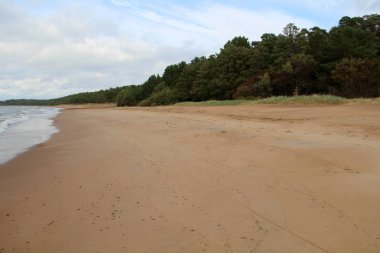 Büyük ağaçlar sonbahar parkında
