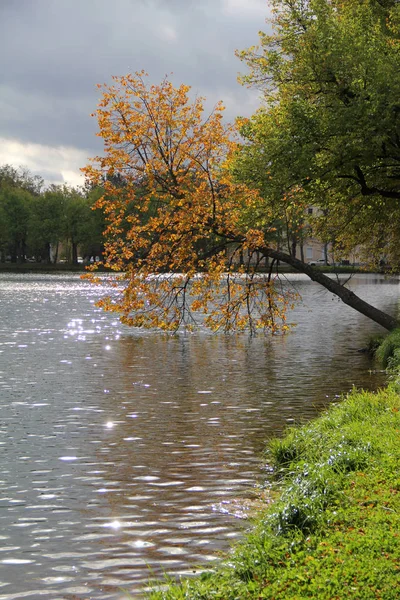 Grandes Árvores Parque Outono — Fotografia de Stock