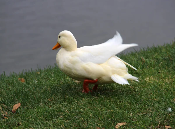 公园草地野白鸭 — 图库照片