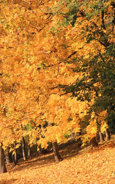 Árboles Con Follaje Otoñal Gran Bosque — Foto de Stock