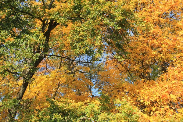 Árboles Con Follaje Otoñal Gran Bosque — Foto de Stock