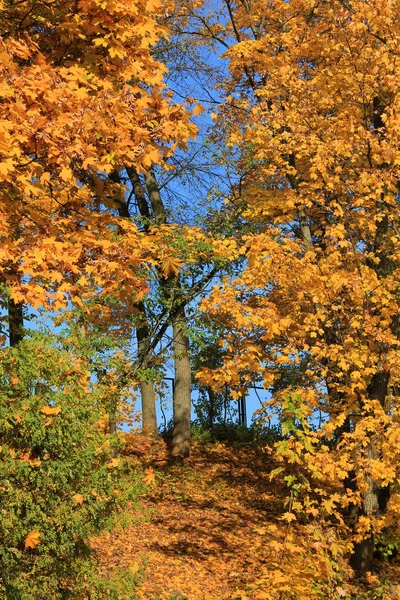 Árvores Com Folhagem Outono Grande Floresta — Fotografia de Stock