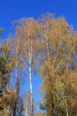 Sonbahar yaprakları büyük orman ağaçlarıyla