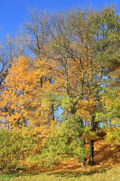 大きな森の紅葉の木 — ストック写真