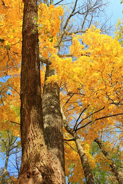 大きな森の紅葉の木 — ストック写真