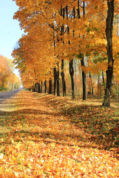 Trees with fall foliage on country road