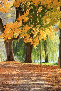 Ağaçları ile yeşillik ülke park düşmek.