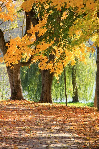 Ağaçları ile yeşillik ülke park düşmek.