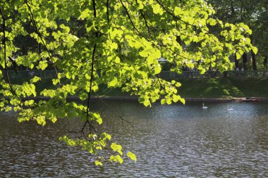 Büyük orman sonbahar yaprakları ile göl