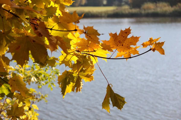 Озеро Осенней Листвой Большом Лесу — стоковое фото