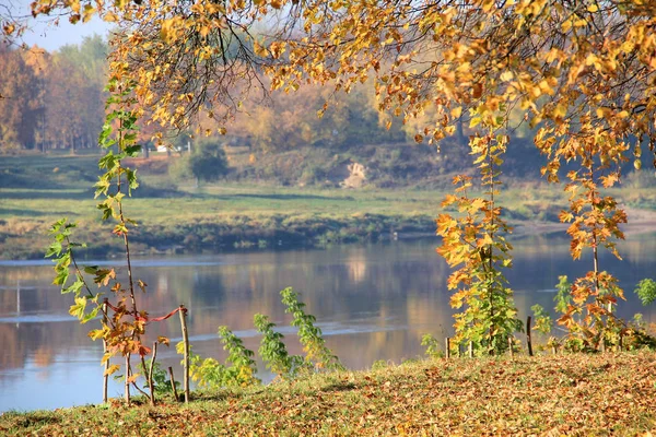 Büyük Orman Sonbahar Yaprakları Ile Göl — Stok fotoğraf