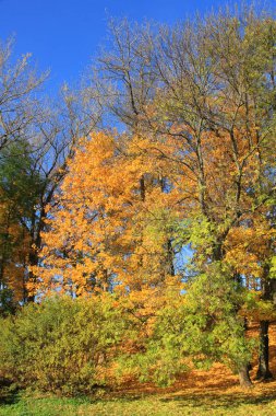 Ağaçları ile yeşillik ülke park düşmek.