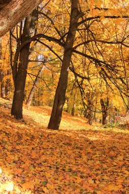 Ağaçları ile yeşillik ülke park düşmek.