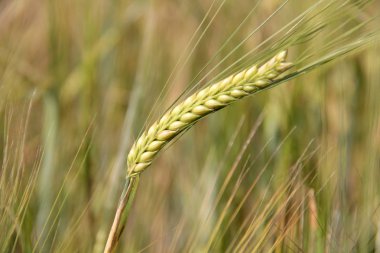 Kırsalda büyük taze buğday tarlası