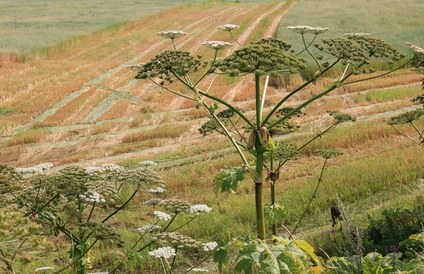 Grosse Hogweed Sur Terrain Campagne — Photo