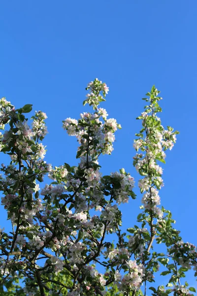 Maçã Ramos Árvore Flor Contra Céu Azul — Fotografia de Stock