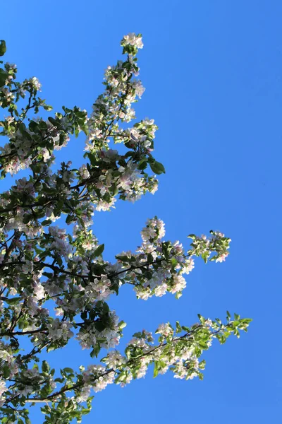 Maçã Ramos Árvore Flor Contra Céu Azul — Fotografia de Stock