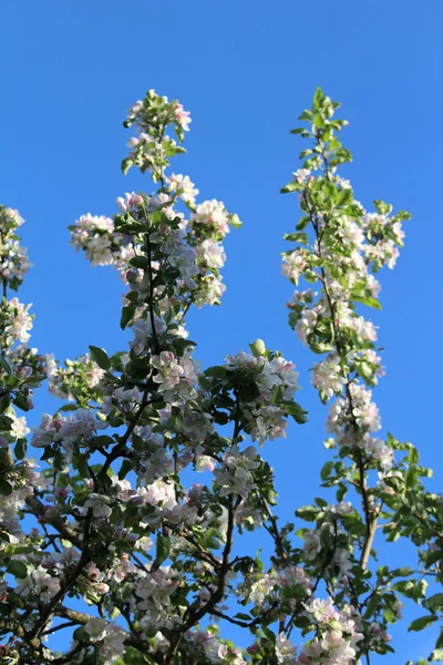 Maçã Ramos Árvore Flor Contra Céu Azul — Fotografia de Stock