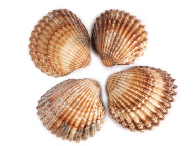 Tropikal istiridye kabuğu beyaz bir arka plan üzerinde       