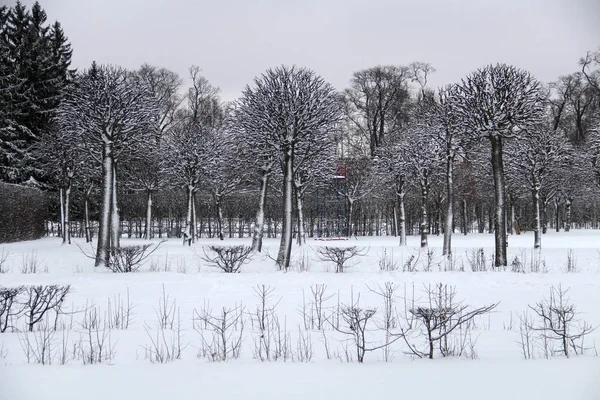 Árboles Arbustos Parque Invierno Bajo Nieve —  Fotos de Stock