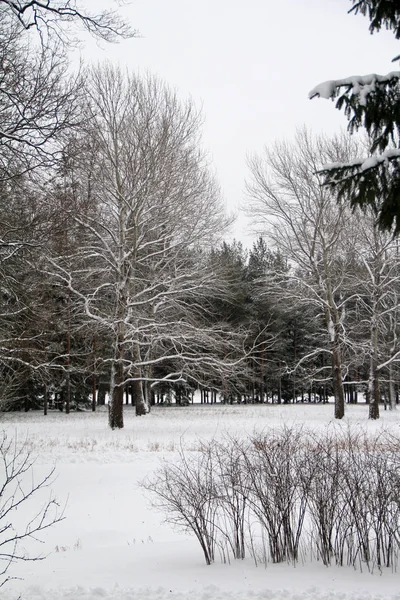 Árboles Arbustos Parque Invierno Bajo Nieve — Foto de Stock