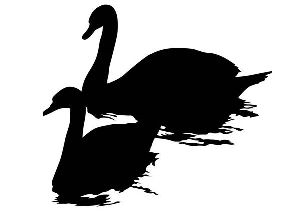 水面上的大白天鹅 — 图库矢量图片
