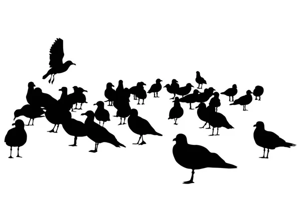 Gran Bandada Gaviotas Sobre Fondo Blanco — Vector de stock