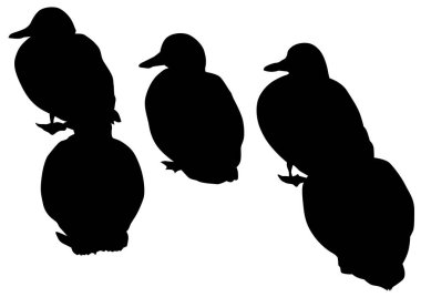 Yaban ördekleri beyaz zemin üzerine akın