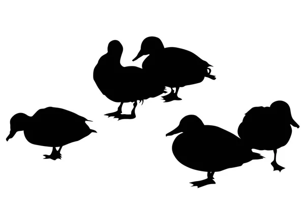 Wild Ducks Flock White Background — 图库矢量图片