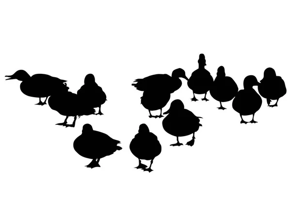 Wild Ducks Flock White Background — Stockový vektor