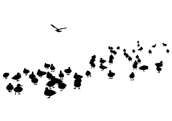 Les Canards Sauvages Affluent Sur Fond Blanc — Image vectorielle