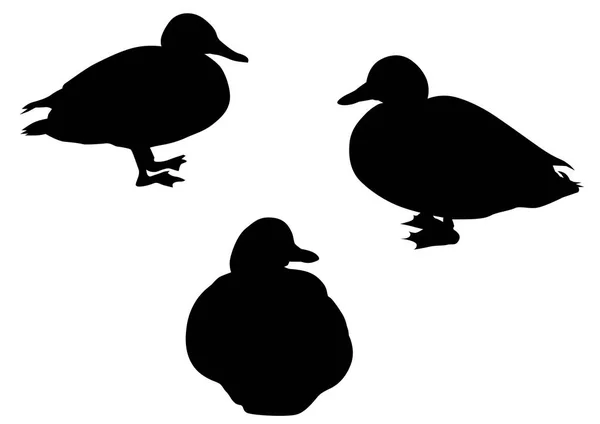 Wild Ducks Flock White Background — Stock Vector