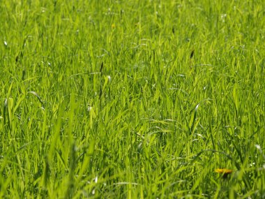 Taze yeşil çimenlerin üzerinde büyük bir alan    