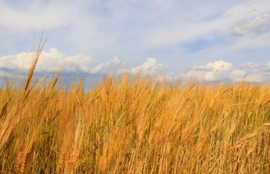 Taze buğday ve kırsal gökyüzünde büyük alan
