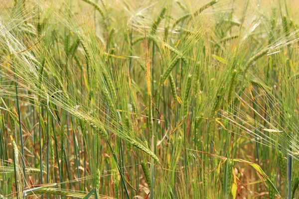 Großes Feld Mit Frischem Weizen Auf Dem Land — Stockfoto