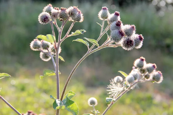 Thistle Green Nature Background — Stock Photo, Image