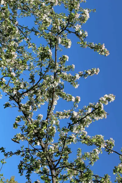 Maçã Ramos Árvore Flor Contra Céu Azul — Fotografia de Stock