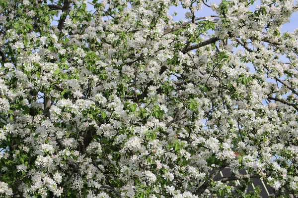 Apfelbaumzweige Blühen Gegen Den Blauen Himmel — Stockfoto