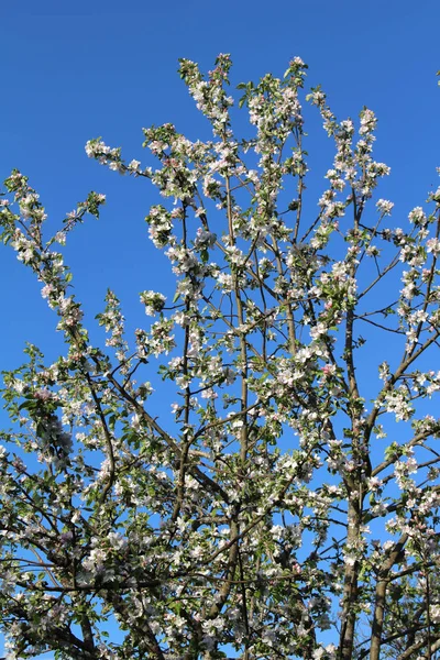 Apfelbaumzweige Blühen Gegen Den Blauen Himmel — Stockfoto