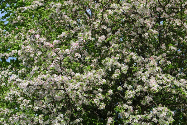 Apfelbaumzweige Blühen Gegen Den Blauen Himmel — Stockfoto