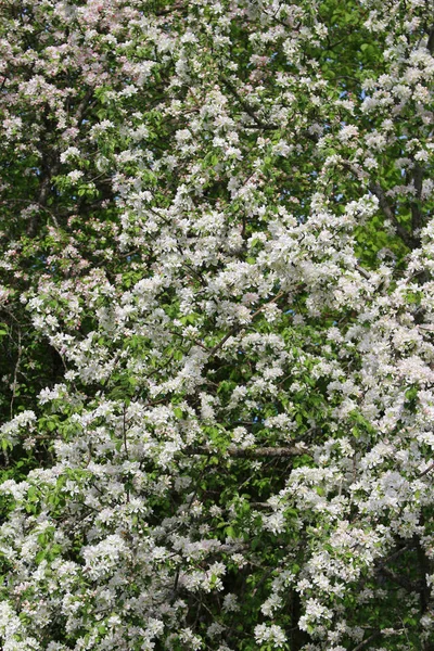 Větve Stromu Apple Květu Proti Modré Obloze — Stock fotografie