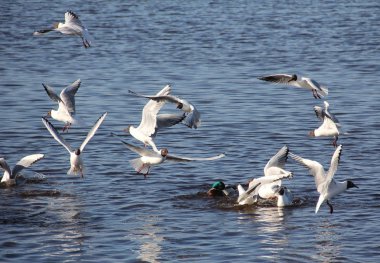 Mavi sularda beyaz deniz martıları